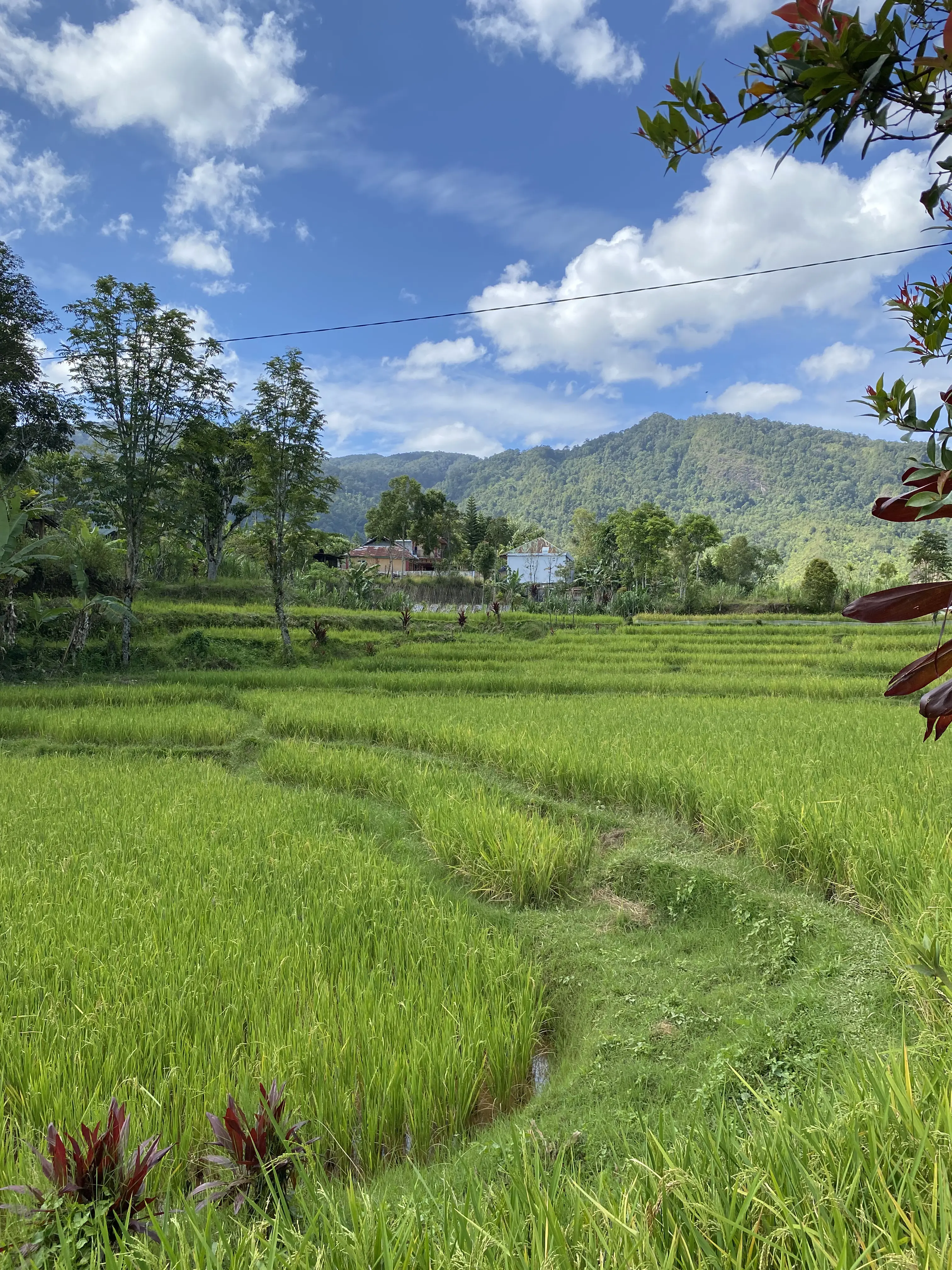 Salah satu sudut pemandangan di KBA Tabek, Talang Babungo. Salah satu sudut pemandangan di KBA Tabek, Talang Babungo.